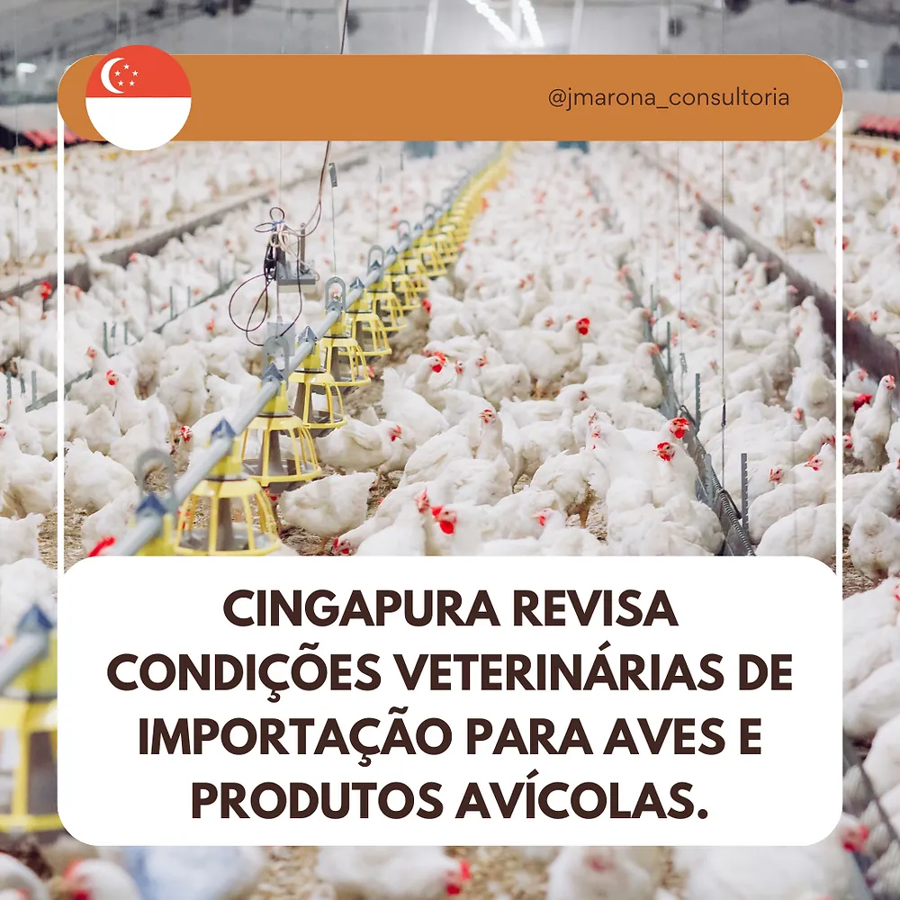Cingapura Revisa Condições Veterinárias de Importação para Aves e Produtos Avícolas